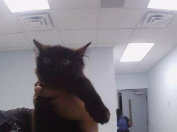 A1269044 -  Domestic Long Hair Cat for Adoption in Charlotte, North Carolina - A1269044 | PetCurious