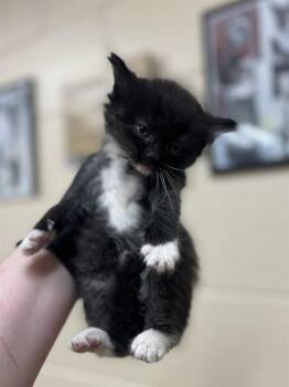 LIONFISH -  Domestic Medium Hair Cat for Adoption in Aliquippa, Pennsylvania - LIONFISH | PetCurious