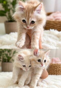 Simba & Simons bonded pair -  Siberian Cat for Adoption in Brampton, Ontario - Simba & Simons Bonded Pair | PetCurious