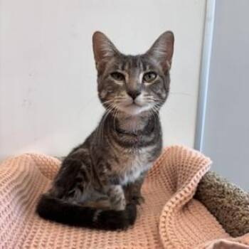 Chile -  Domestic Short Hair Cat for Adoption in Janesville, Wisconsin - Chile | PetCurious