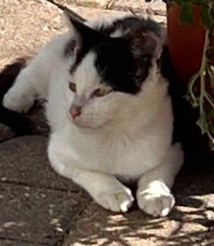 Rescue American Shorthair Cats for Adoption in Charles City, Iowa - Charlotte | PetCurious