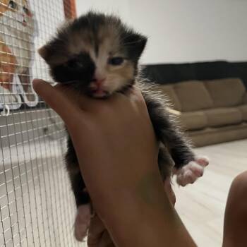 Nausicaa -  Domestic Short Hair Cat for Adoption in Chattanooga, Tennessee - Nausicaa | PetCurious