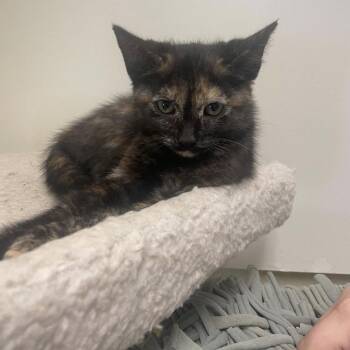 Darcy -  Domestic Medium Hair Cat for Adoption in Kansas City, Missouri - Darcy | PetCurious