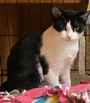 Rescue Tuxedo Cats for Adoption in Southern Pines, North Carolina - Nancie | PetCurious