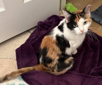 Bessie -  Calico Cat for Adoption in Trophy Club, Texas - Bessie | PetCurious