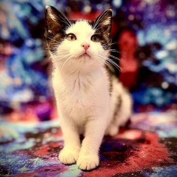 Nebula -  Domestic Short Hair Cat for Adoption in Centerville, Tennessee - Nebula | PetCurious