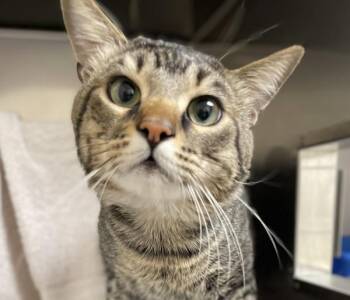 Domestic Short Hair Cats Available for Adoption - Thomas (mcas) | PetCurious
