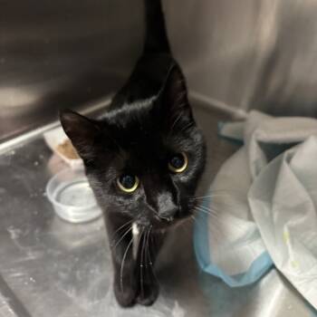 Rescue Domestic Short Hair Cats for Adoption in Salt Lake City, Utah - Compass | PetCurious