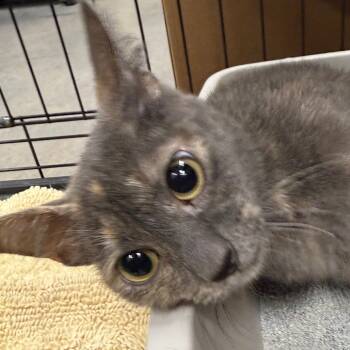 Rescue Domestic Short Hair Cats for Adoption in Normal, Illinois - Sapphire | PetCurious