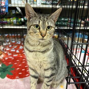 Tabby -  Domestic Short Hair Cat Available for Adoption in NEW PT RICHEY, Florida - Tabby | PetCurious