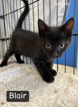 Blair -  Domestic Short Hair Cat for Adoption in Burlington, Iowa - Blair | PetCurious
