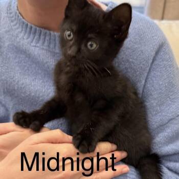 Domestic Short Hair Cats Available for Adoption in Topsham, Maine - Midnight  | PetCurious