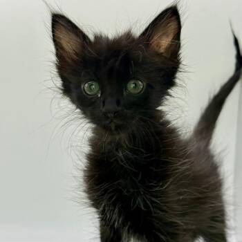 Domestic Medium Hair Cats Available for Adoption in Los Angeles, California - Scaramouche | PetCurious