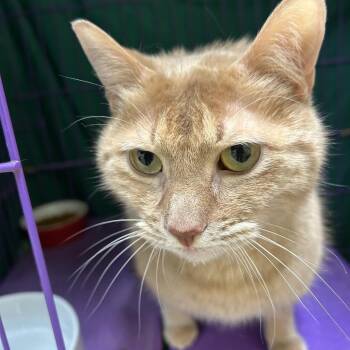 Domestic Short Hair Cats Available for Adoption - Evie | PetCurious