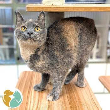 Blue -  Domestic Short Hair Cat for Adoption in Toledo, Ohio - Blue | PetCurious