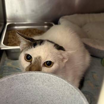 Stewie -  Domestic Short Hair Cat for Adoption in Beaumont, Texas - Stewie | PetCurious