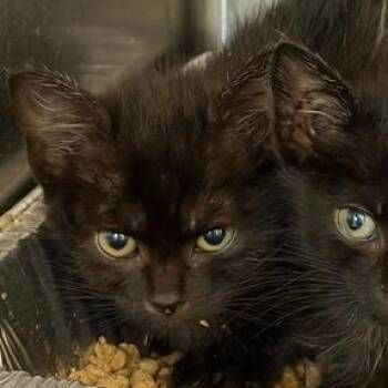 Lilly -  Domestic Short Hair Cat for Adoption in Cumming, Georgia - Lilly | PetCurious