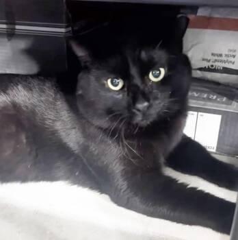 Domestic Short Hair Cats Available for Adoption - Midnight Stars | PetCurious