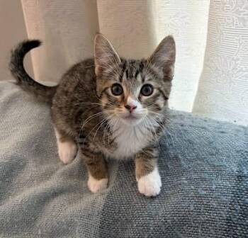 ORION -  Domestic Short Hair Cat for Adoption in Andover, Minnesota - ORION | PetCurious