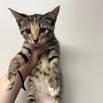 Sunflower -  Domestic Short Hair Cat for Adoption in Columbiana, Alabama - Sunflower | PetCurious