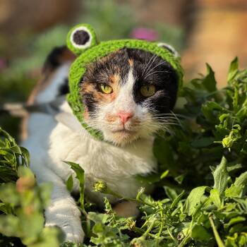 Sky -  Calico Cat for Adoption in New York, New York - Sky | PetCurious