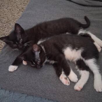 Domestic Short Hair Cats Available for Adoption in Layton, Utah - Oreo | PetCurious