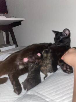 Tonbo -  Tabby and Domestic Short Hair Cat Available for Adoption in San Antonio, Texas - Tonbo | PetCurious