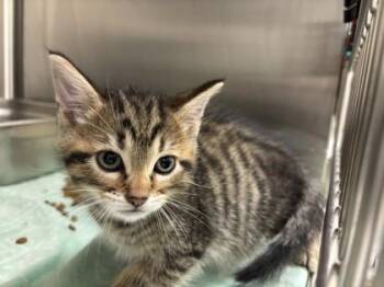 Carat -  Domestic Short Hair Cat for Adoption in Schenectady, New York - Carat | PetCurious