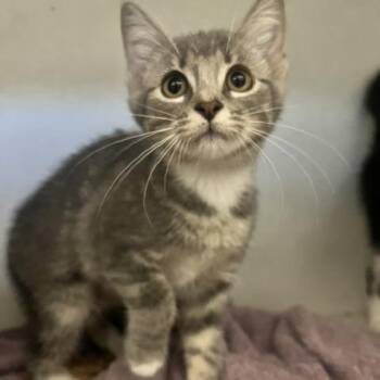 Dixie -  Domestic Short Hair Cat for Adoption in Dayton, Ohio - Dixie | PetCurious