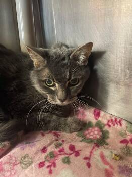 Rescue Domestic Medium Hair Cats for Adoption in Benton Harbor, Michigan - Sticktight | PetCurious