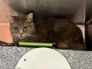 Domestic Short Hair Cats Available for Adoption in Colorado Springs, Colorado - PHALICIA | PetCurious