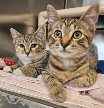 JoJo (with Dragon Elizabeth) -  Domestic Short Hair Cat for Adoption in Norwalk, Connecticut - JoJo (with Dragon Elizabeth) | PetCurious