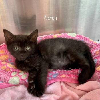Notch -  Domestic Short Hair Cat for Adoption in Madisonville, Tennessee - Notch | PetCurious