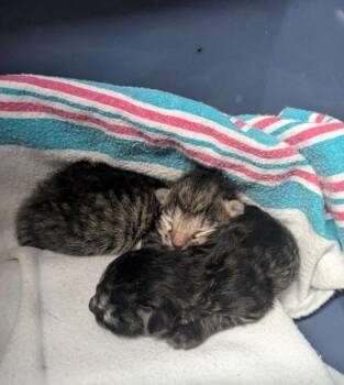 Bow -  Domestic Short Hair Cat for Adoption in Luling, Texas - Bow | PetCurious