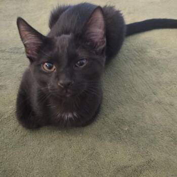 Domestic Short Hair Cats Available for Adoption in Phoenix, Arizona - D