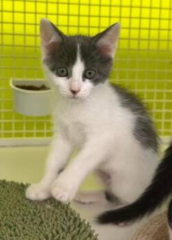 Elle Woods -  Domestic Short Hair Cat for Adoption in Fort Myers, Florida - Elle Woods | PetCurious