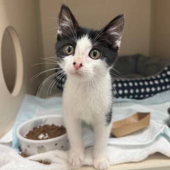 Scenic -  Domestic Short Hair Cat for Adoption in Bradenton, Florida - Scenic | PetCurious
