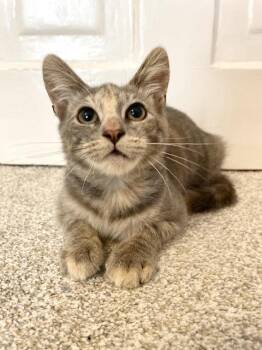 Rescue Domestic Short Hair Cats for Adoption in Pittsburgh, Pennsylvania - Eleanor | PetCurious
