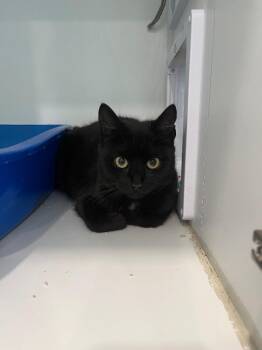 Mitzi -  Domestic Short Hair Cat for Adoption in Lunenburg, Vermont - Mitzi | PetCurious