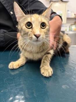 Melody -  Domestic Short Hair Cat for Adoption in Gastonia, North Carolina - Melody | PetCurious