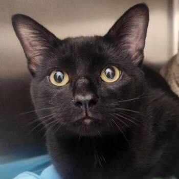 Midnight (Max) -  Domestic Short Hair Cat for Adoption in Ballston Spa, New York - Midnight (Max) | PetCurious
