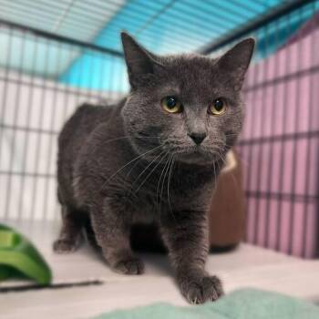 Domestic Short Hair Cats Available for Adoption in Davenport, Iowa - Mr Jones | PetCurious