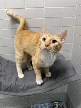 MELVIN -  Domestic Short Hair Cat for Adoption in Omaha, Nebraska - MELVIN | PetCurious