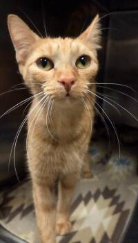 Domestic Short Hair Cats Available for Adoption in Ocala, Florida - Starfish | PetCurious