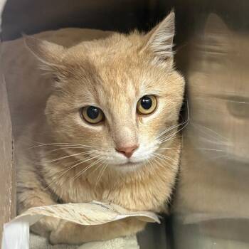 Bob -  Domestic Medium Hair Cat for Adoption in Taos, New Mexico - Bob | PetCurious
