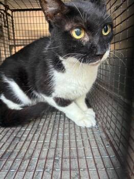 Katarina -  Domestic Short Hair Cat for Adoption in New Braunfels, Texas - Katarina | PetCurious