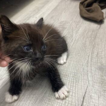 Jack Danny -  Domestic Short Hair Cat for Adoption in Franklin, North Carolina - Jack Danny | PetCurious
