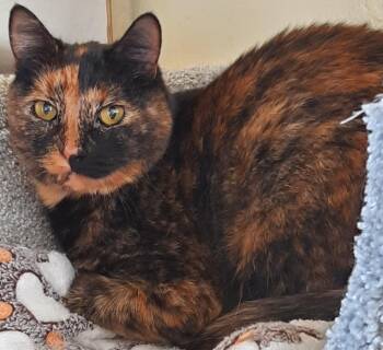 Rescue Tortoiseshell Cats for Adoption in Prescott, Arizona - SMOKE & DULCE - Bonded Pair | PetCurious