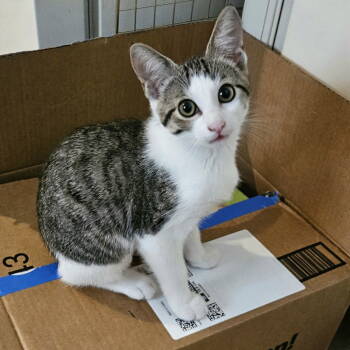 Rescue Domestic Short Hair Cats for Adoption - Caprese | PetCurious