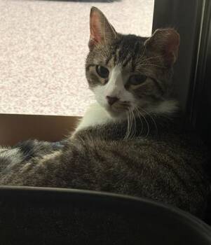 Valerion -  Domestic Short Hair Cat for Adoption in West Chester, Pennsylvania - Valerion | PetCurious